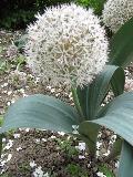 Turkestan Onion  / Allium karataviense
